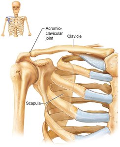 Acromioclavicular joint, clavicle, and scapula