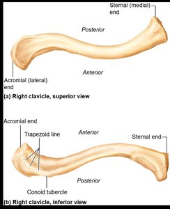Right clavicle, superior and inferior views