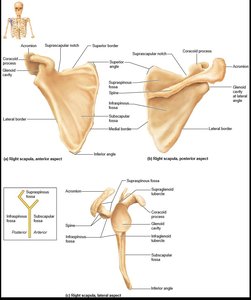 Scapula, anterior, posterior, and lateral aspects