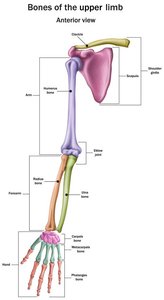 Bones of the upper limb, anterior view