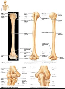 Humerus, anterior and posterior views, and elbow region