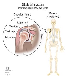Diagram of the skeletal system and shoulder joint showing bones, ligaments, tendons, cartilage, and muscle