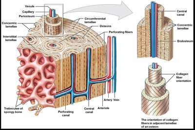 Structure of compact and spongy bone, showing osteons and trabeculae
