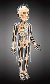 Diagram showing intramembranous and endochondral ossification in fetal skeleton