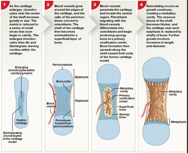 Steps of endochondral ossification: cartilage model to bone formation