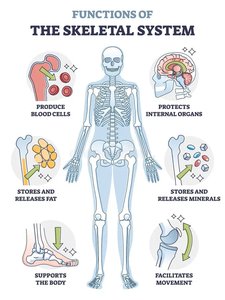Functions of the skeletal system: produce blood cells, protect organs, store/release fat and minerals, support, facilitate movement
