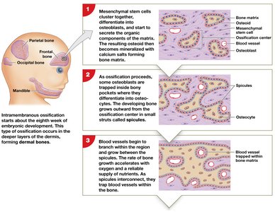 Steps of intramembranous ossification: mesenchymal cells to bone formation