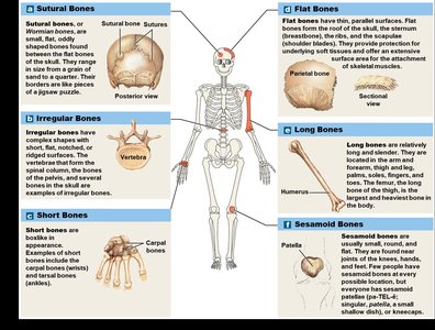 Classification of bones by shape: sutural, irregular, short, flat, long, sesamoid