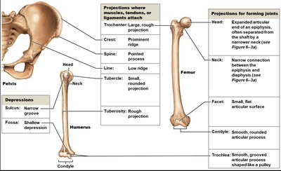 Bone markings: projections, depressions, and openings on femur and humerus