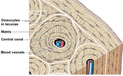 Microscopic structure of compact bone showing osteocytes, matrix, central canal, and blood vessels