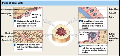 Types of bone cells: osteogenic cell, osteoblast, osteocyte, osteoclast