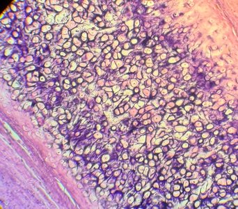 Elastic cartilage under microscope