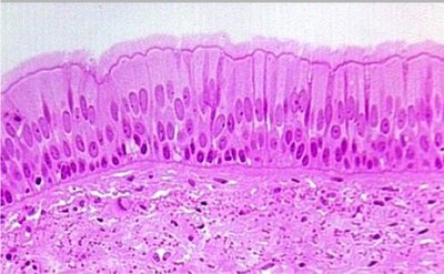 Pseudostratified ciliated columnar epithelium under microscope