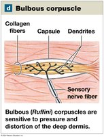 Bulbous corpuscle (Ruffini) in the skin