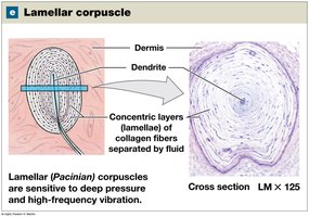 Lamellar corpuscle (Pacinian) in the skin