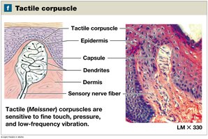 Tactile corpuscle (Meissner) in the skin
