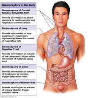 Baroreceptors and the regulation of autonomic functions
