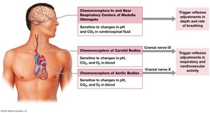 Locations and functions of chemoreceptors
