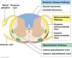 Sensory pathways and ascending tracts in the spinal cord