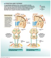 Spinothalamic pathway
