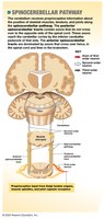 Spinocerebellar pathway