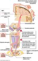 The corticospinal pathway