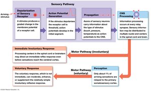 Overview of events occurring along the sensory and motor pathways
