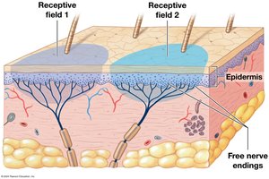 Receptors and receptive fields in the skin
