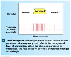 Tonic receptors: always active, frequency reflects stimulation