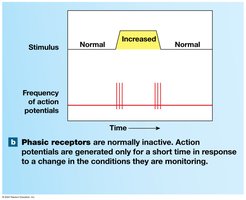 Phasic receptors: inactive until stimulus change, then brief burst of action potentials