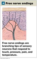 Free nerve endings in the skin