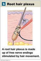 Root hair plexus in the skin