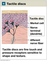 Tactile discs in the skin