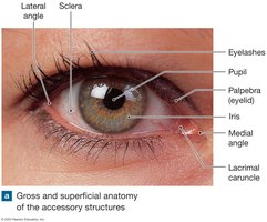 Anatomy & Physiology Study Guide: General and Special Senses | Notes