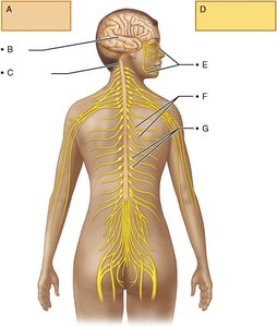 Diagram of the nervous system showing CNS and PNS divisions