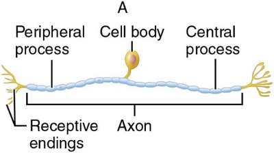 Unipolar neuron diagram