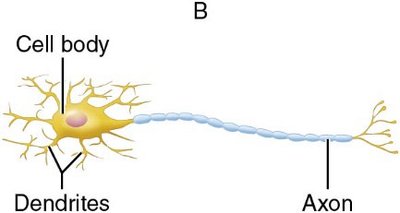 Multipolar neuron diagram