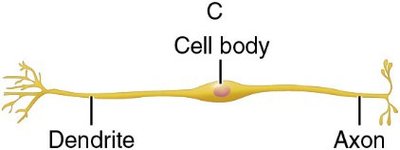 Bipolar neuron diagram