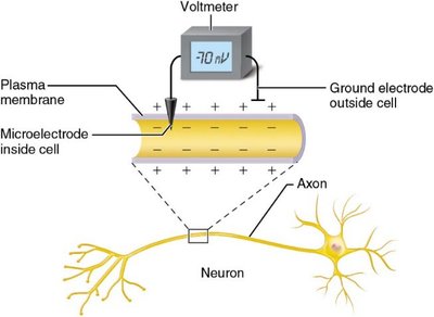 Voltmeter measuring resting membrane potential