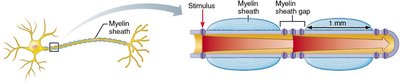 Diagram of myelin sheath and myelin sheath gaps