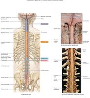 Gross anatomy of the spinal cord and spinal nerves