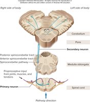 Spinocerebellar pathway