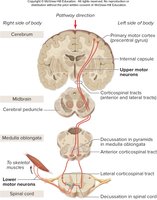 Corticospinal tracts (direct motor pathway)