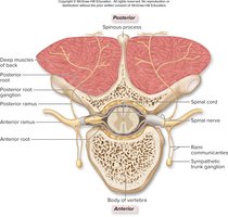 Spinal nerve branches
