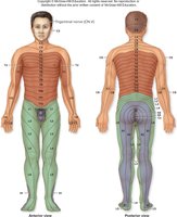 Dermatome maps