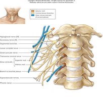 Cervical plexus