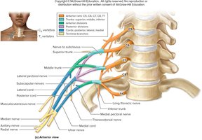Brachial plexus