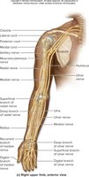 Right upper limb, anterior view