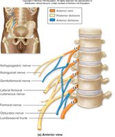Lumbar plexus