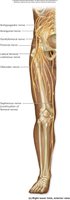 Right lower limb, anterior view